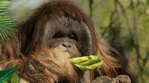 To play this video, click on the link below what did you think of animal zoo ? Buin Zoo Busca Apoyo Del Publico Para Subsistir En Crisis Radio Usach