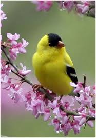 Backyard Birds Of New Jersey Field Guide The State Bird Of Iowa New Jersey Washington The Charming American Goldfinch Finches Bird Backyard Birds Rare Birds