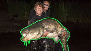 De opmars van de meerval is een bedreiging van de visstand in de rivieren. Monster Meervallen In Nederland De Meerval Special Youtube