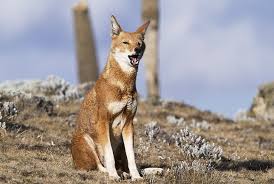 Threats why are they endangered? Ethiopian Wolf Facts Habitat Diet Population Pictures