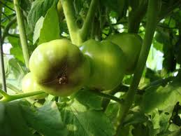 When growing tomatoes, the ultimate goal is to help the plant yield as much ripe fruit as possible. Tomato Plant Problems Worms Rot Blight Cracking More The Country Basket