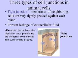 Types of cell junctions in animal cells. Chapter 4 Cell Structure And Function Ppt Video Online Download
