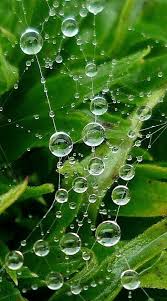 What Is The Most Amazing Photograph You Have Ever Taken Quora Nature Photography Dew Drops Macro Photography