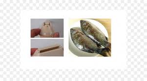 Cuchillo Los Peces De La Escala De Pescados Imagen Png Imagen Transparente Descarga Gratuita