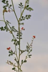 Image result for Erucastrum arabicum