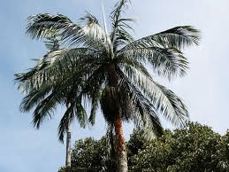 Image result for Acanthophoenix rubra