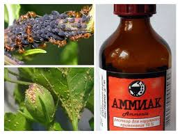 как избавиться от трещин на пятках с помощью глицерина Nashatyrnyj Spirt Polnaya Podborka Sposobov Primeneniya Na Dache I Doma Sohranite Chtoby Ne Poteryat A Vy Znali Chto Nashaty Rasteniya Ogorod Drozofily