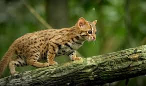20 Fun Facts You Didn T Know About The Rusty Spotted Cat