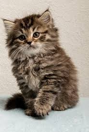 Lasse Ein Deutsch Langhaarkaterchen Aus Der Zucht Von Dellnau Deutsch Langhaar Katze Katzen Susse Katzen