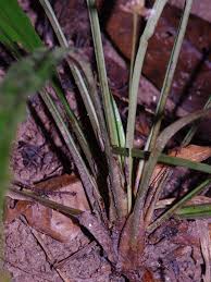 Image result for Hypolytrum