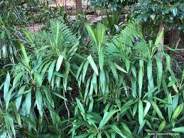 Image result for Cordyline stricta