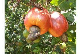 Kacang mede atau juga sering disebut kacang mete, adalah jenis kacang yang sering dijadikan cemilan. Kacang Mete Itu Berasal Dari Tumbuhan Apa Ya Akubacaakutahu Semua Halaman Bobo