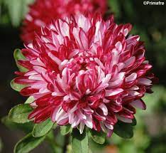 Pin On Gardening