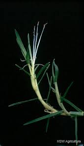 Image result for Cenchrus clandestinus