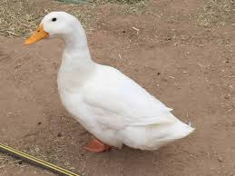 The american pekin duck accounts for 90% of the commercially reared ducks in the united states of america. Pekin Duck Raise At Home For Eggs And Meat