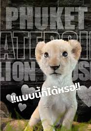 สิงที่โยกเก่งที่สุดในโลก #fyp #โคบี่ที่ตัวอ้วนๆ #lionhousephuket  #phuketwaterside #lioncafe #lion #cafe #phuket #สิงโต #คาเฟ่
