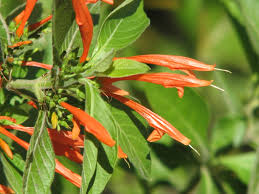 Image result for Justicia spicigera