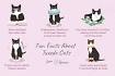 The Tuxedo Cat: The Black and White Non-Breed