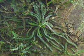 Image result for Taeniophyllum