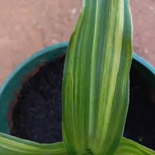 Image result for Multidentia concrescens