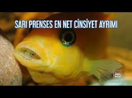 Yellow Fish Male Female How To Make A Distinction Youtube