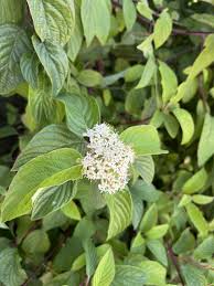 Image result for Cornaceae