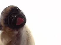 dog licking screen screensaver for
