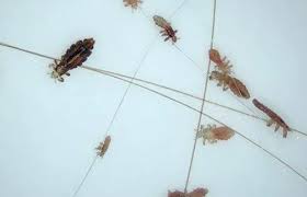 Image result for lice vs nits