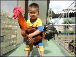 Info Harga Ayam Pelung Cianjur Terlengkap Update Www Agrinak Com Cianjur Hen Kelso