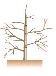 Es gibt mehrere zeiträume, wann ein apfelbaum geschnitten werden kann. Apfelbaum Schneiden Tipps Fur Jede Baumgrosse