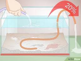 Read on more to find out what causes cyanobacteria in aquarium and how to get rid of bga in planted tank. How To Treat Cyanobacteria Blue Green Algae In An Aquarium