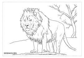 Click the image or link below to download and print this coloring page. Leoes Para Colorir Lion Coloring Pages Lion Coloring Lion Coloring Page