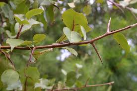 Maybe you would like to learn more about one of these? April Landscapes The Curse Of The Bradford Pear The Burnt Orange Board Hornsports