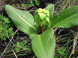 Image result for Eucomis zambesiaca