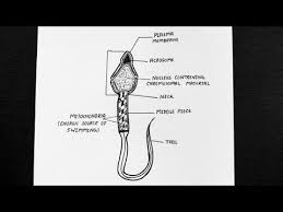 Pin On Diagrams Be able to diagram the nucleus. pin on diagrams