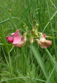 Image result for Lathyrus