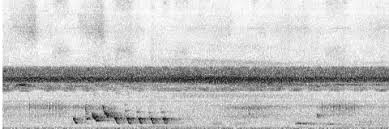 Check spelling or type a new query. Xc375929 Tagula Butcherbird Cracticus Louisiadensis Xeno Canto