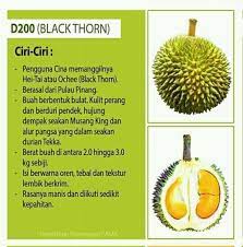 We did not find results for: Durian D200 Black Torn Duri Hitam Bibit Durian Unggulan Facebook