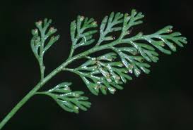 Image result for Asplenium theciferum