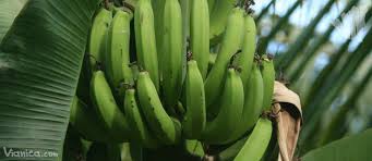 #aventurasenfamilia8k #elsalvador #ilopango #casadelcactus #frutas #salvadoreñas. Frutas De Nicaragua Nicaragua Vianica Com