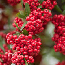 Image result for Pyracantha coccinea red column