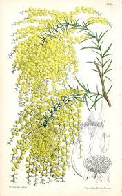 Acacia Riceana Tasmania From Rare Lithographs Of Macrozamia Bowenia Banksia By W H F Botanical Illustration Vintage Botanical Prints Antique Botanical Print