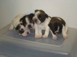 Browse thru our id verified puppy for sale listings to find your perfect puppy in your area. French Bulldog Puppies In Texas