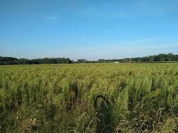 As one of the oldest pest control companies. Managing Multiple Resistant Pests In Soybean Fields Soybeans