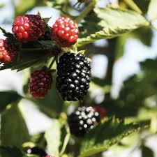 Then click on the catalogue image to view. The Uk S Widest Range Of Fruit Ornamental Trees Frank P Matthews