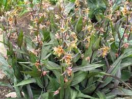 Another gardener in reno grows hers in a plastic watering trough, set into the ground and. Pin On Orchids Orchids Orchids