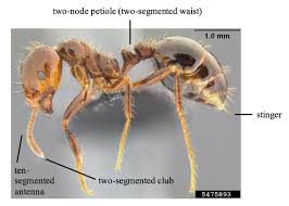 Image result for Fire Ant Sting