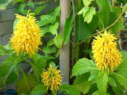 Image result for Justicia australis