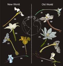 Image result for Oxyanthus pyriformis