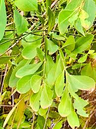Image result for Combretum imberbe